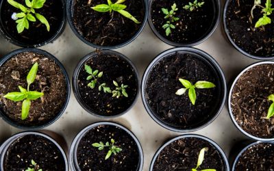 Utilizing Corporate Volunteers for Your Non-profit’s Unique Needs